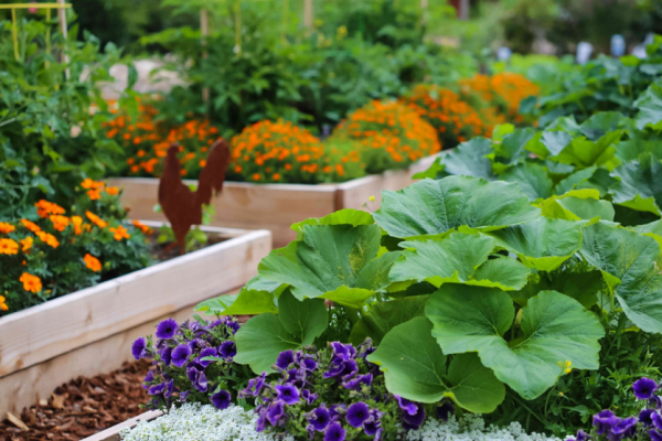 Taman dengan tanaman herba dan taman sayur
